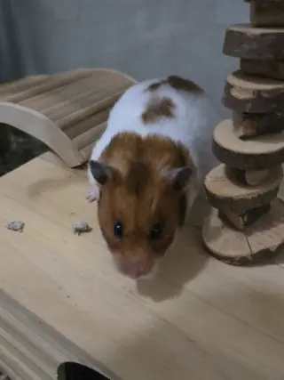 Sophie