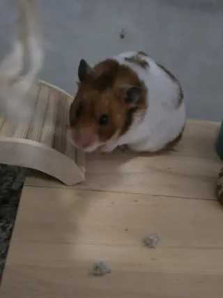Sophie