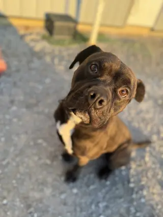 Zeus Maximus