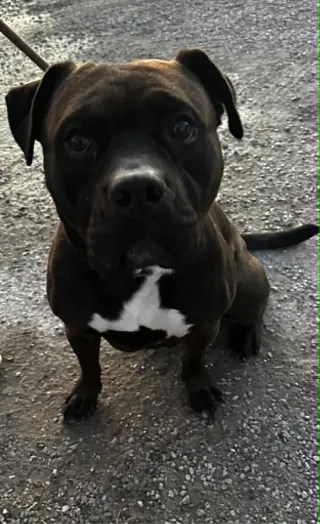 Zeus Maximus