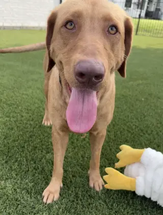 Dandelion