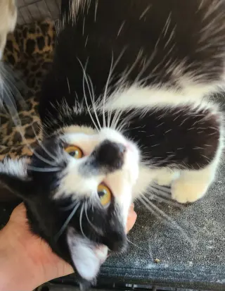 Pixel