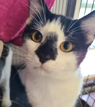 Pixel