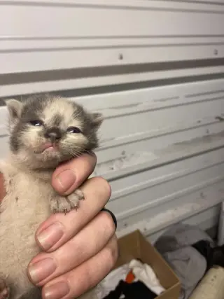 Dusty