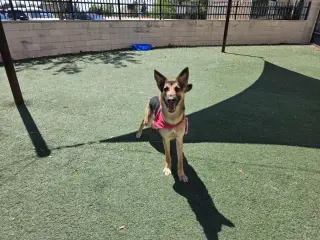 Bear-$75 Adoption Fee! Diamond Dog!