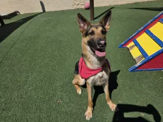 Bear-$75 Adoption Fee! Diamond Dog!