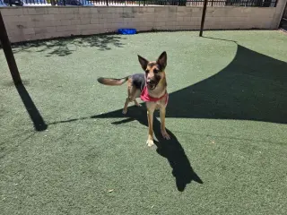 Bear-$75 Adoption Fee! Diamond Dog!