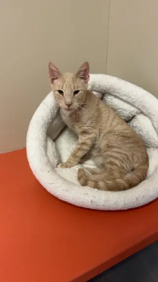 Milo