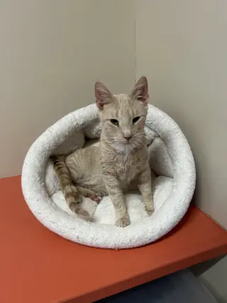 Milo