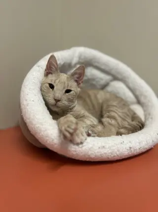 Milo