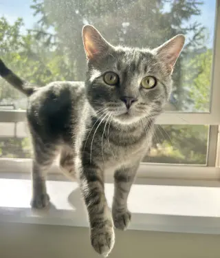 Odin