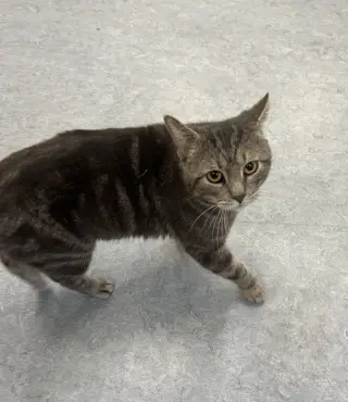 Odin