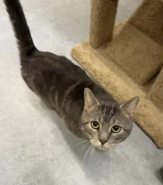 Odin