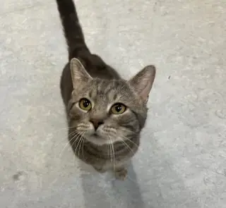 Odin