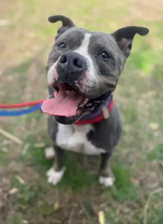 Gemma