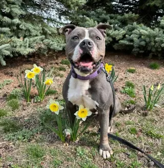 Gemma