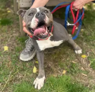 Gemma