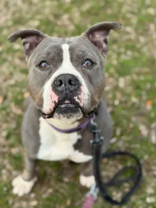 Gemma