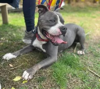 Gemma