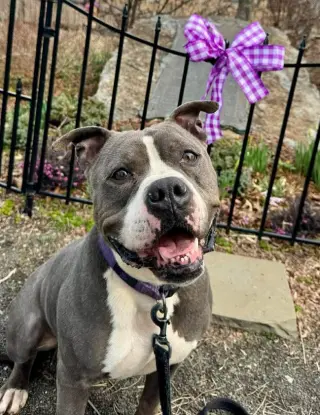 Gemma