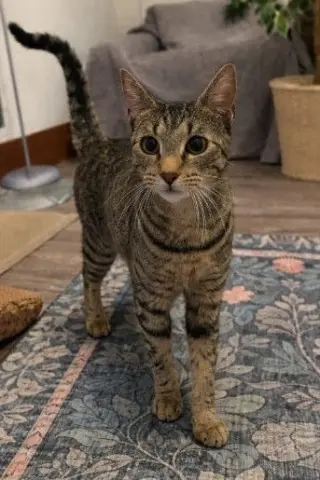 Miss Kitty