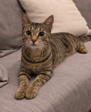 Miss Kitty