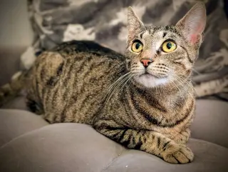 Miss Kitty