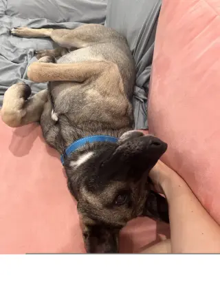 Honey Roo