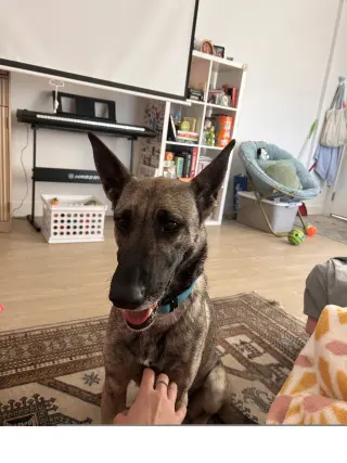 Honey Roo
