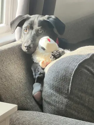 Saint (Conroe Puppies)