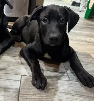 Saint (Conroe Puppies)