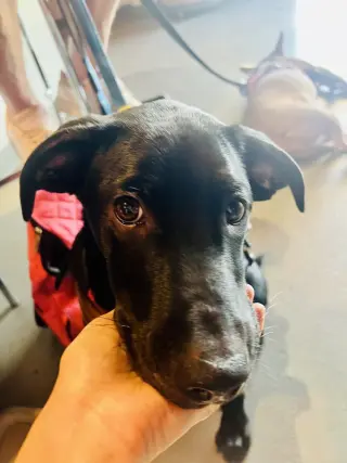 Saint (Conroe Puppies)