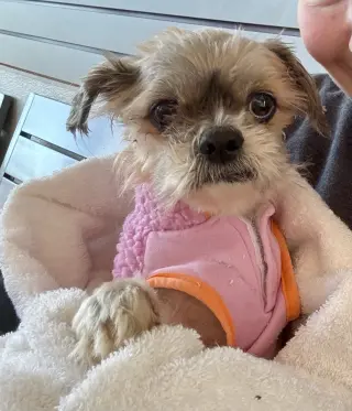 Bug