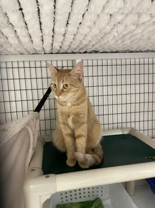 Clementine