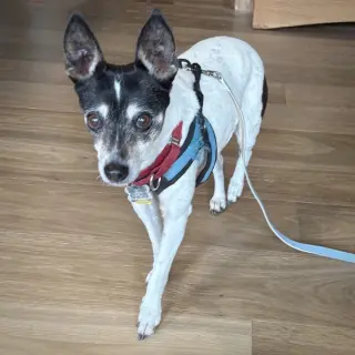 Sybil (OR)
