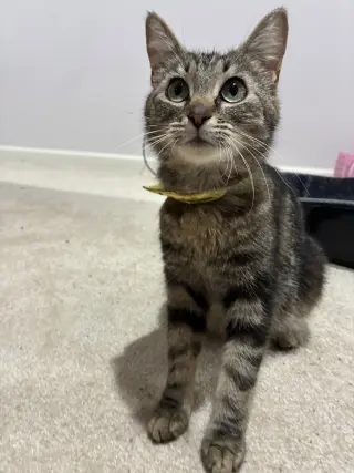 CAT - Isabella