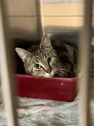 CAT - Isabella