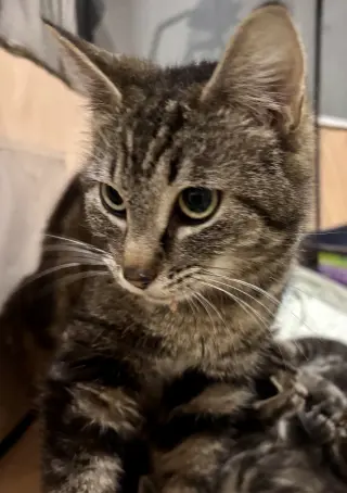 CAT - Isabella