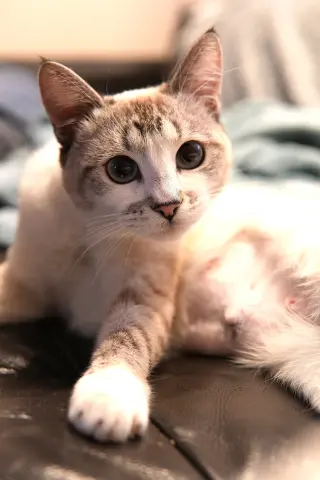 Lyla