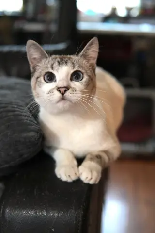Lyla