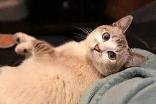 Lyla