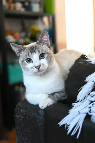 Lyla