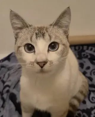 Lyla