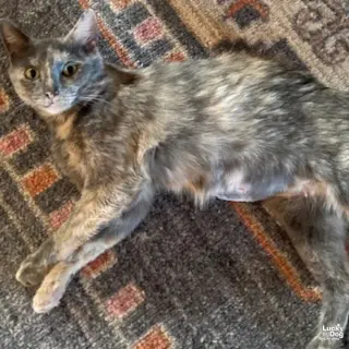 Joan