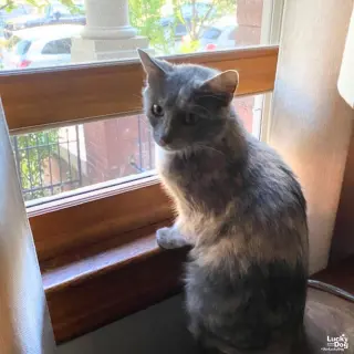 Joan