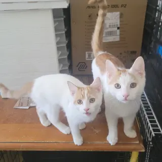 Tater & Tot