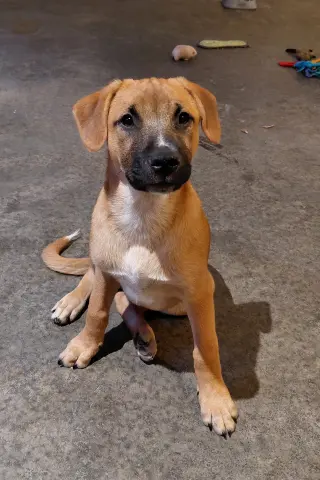 Leonard - Big Bang Litter