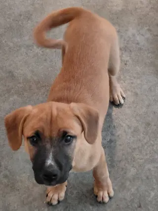Leonard - Big Bang Litter