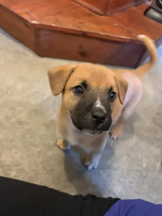 Leonard - Big Bang Litter