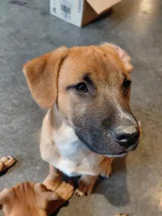 Leonard - Big Bang Litter